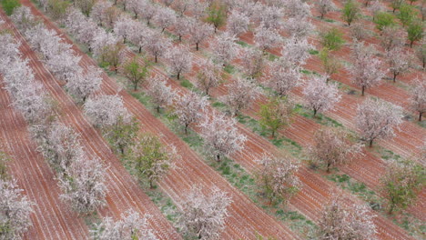 Flowering-grove-row-of-trees-blooming-Spain-red-soil-aerial-shot-plantation